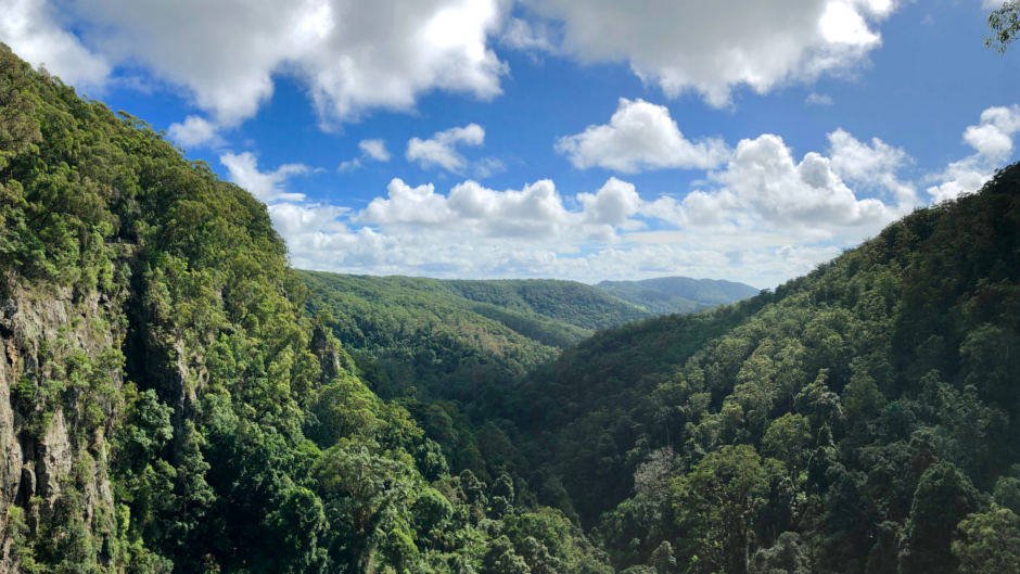 Discover the best of Springbrook, including its lush rainforest, impressive waterfalls, and spectacular lookouts, in just one day!